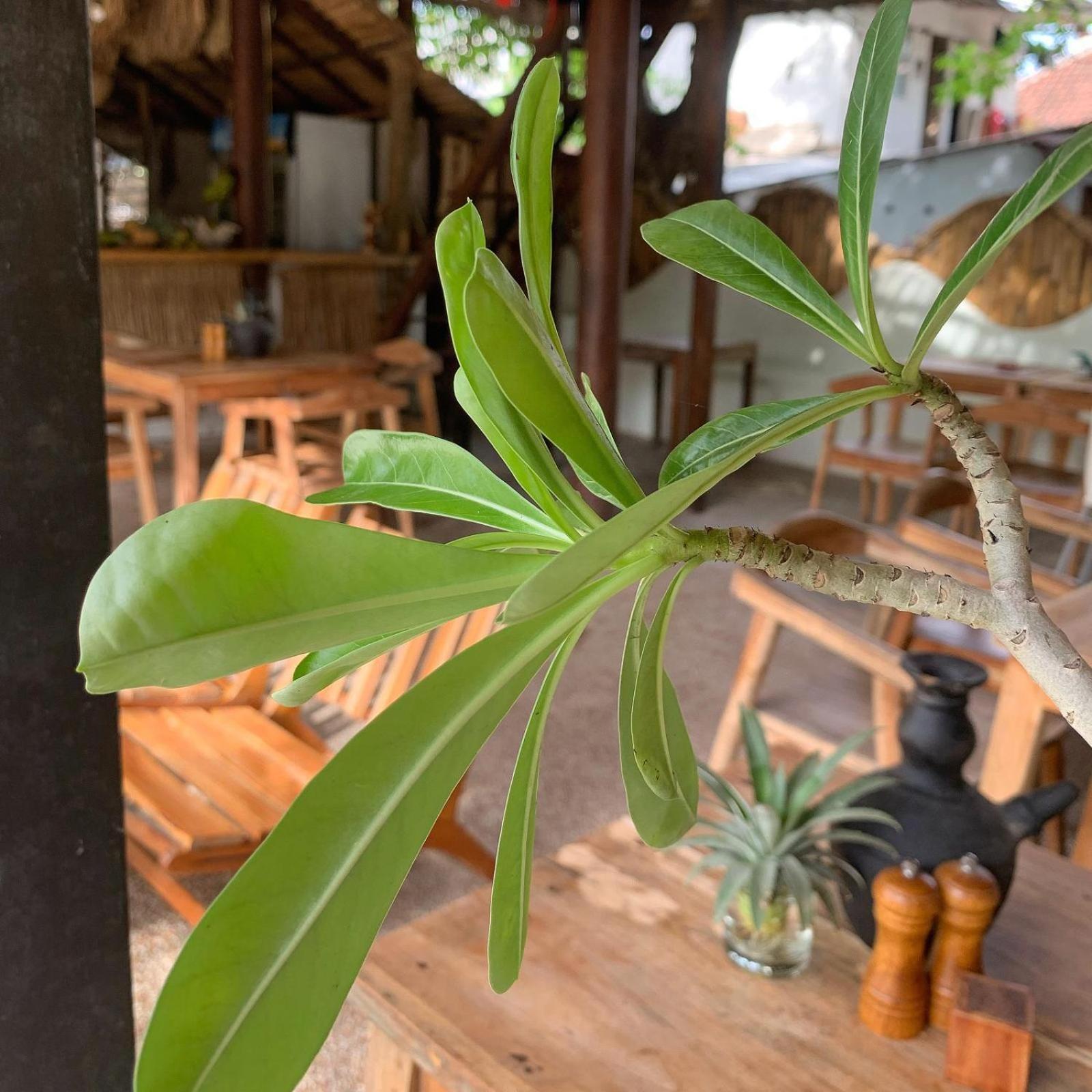 Jungalow Gili Trawangan Esterno foto